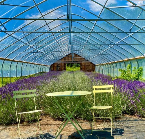 A greenhouse filled with blooming lavender, featuring a small green table and two chairs in the foreground.