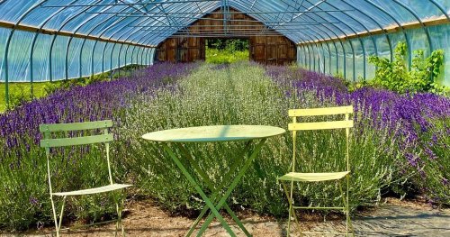 A greenhouse with rows of lavender flowers and a small green table with two chairs in the foreground.
