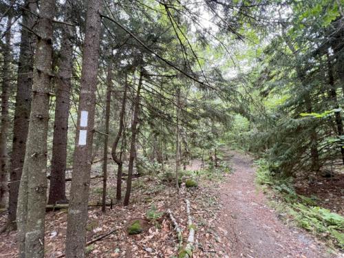 A narrow path winds through a dense forest, flanked by tall trees and scattered foliage.