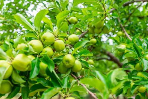 A close-up of a tree branch laden with green apples surrounded by lush green leaves.