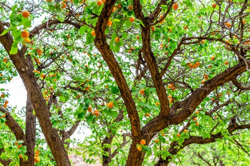 A lush tree filled with ripe orange apricots among vibrant green leaves.