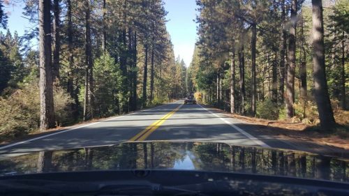A scenic view of a winding road through tall pine trees, with a car ahead and clear blue skies above.