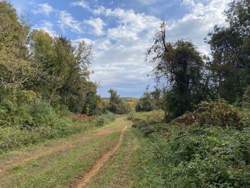 A dirt path winds through a lush green landscape with trees and a cloudy sky in the background.