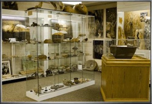 A museum display featuring glass cases with various artifacts and natural history items in a well-lit room.