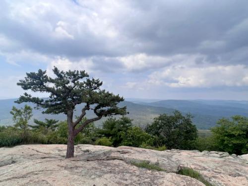 A solitary tree stands on a rocky outcrop, overlooking a vast landscape of rolling hills under a cloudy sky.