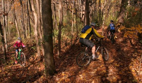Three mountain bikers ride through a wooded trail covered in autumn leaves. Sunlight filters through the trees.