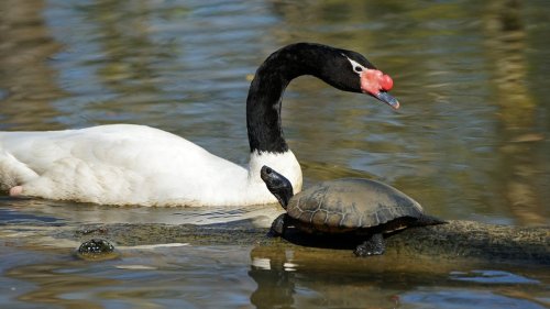 A black-necked swan and a turtle resting on a log in a calm water setting.