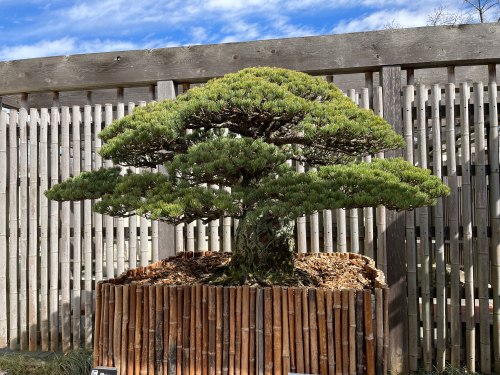A lush bonsai tree with a wide canopy, displayed in a wooden planter against a backdrop of wooden slats and blue sky.