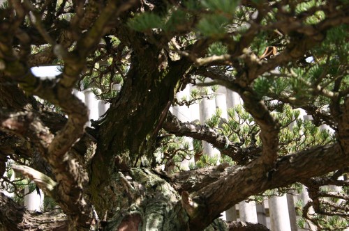 A close-up of a gnarled tree trunk with twisting branches and green needles, set against a blurred background.