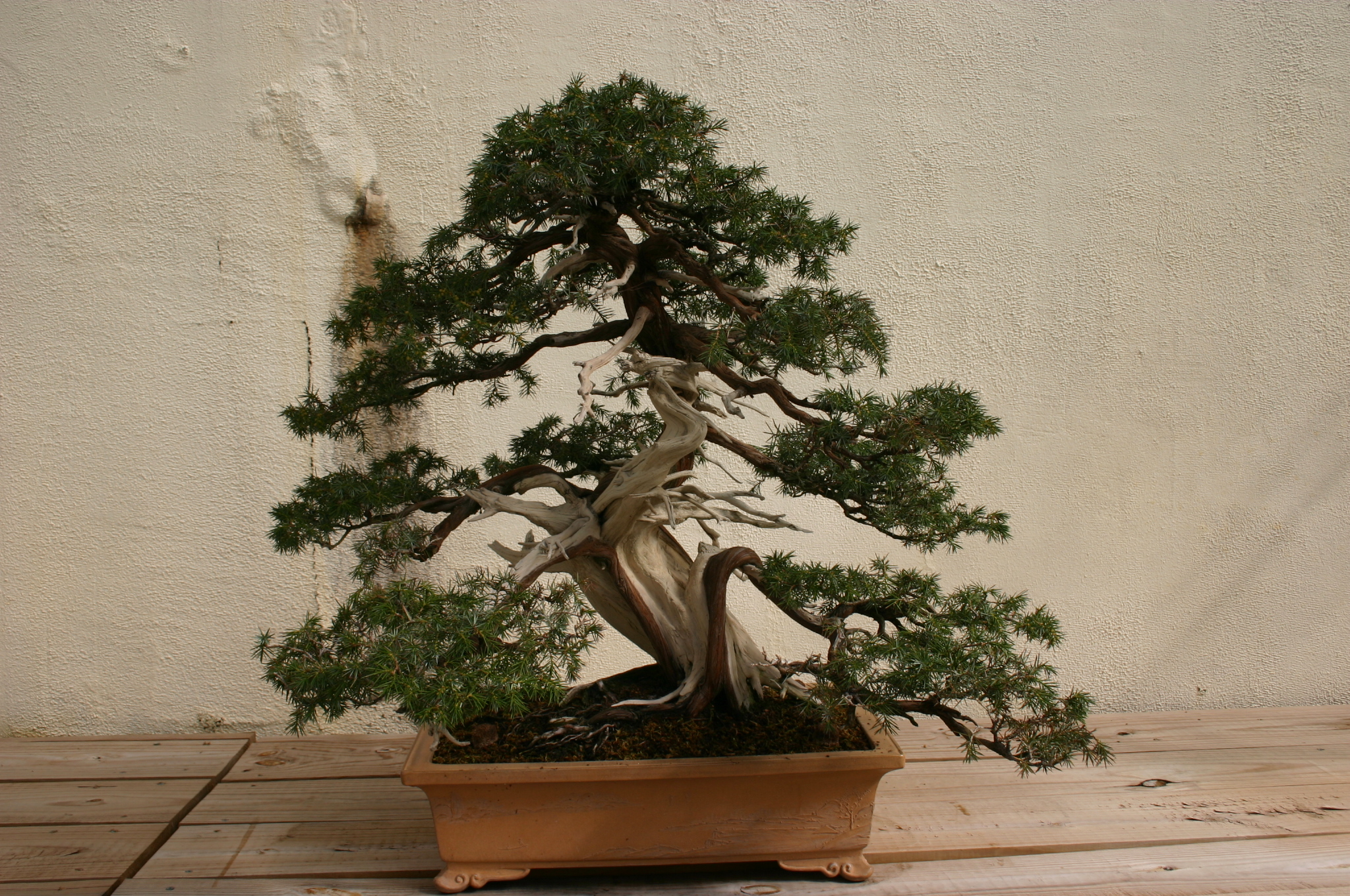The National Bonsai Museum Is A Perfect Day Trip From Maryland