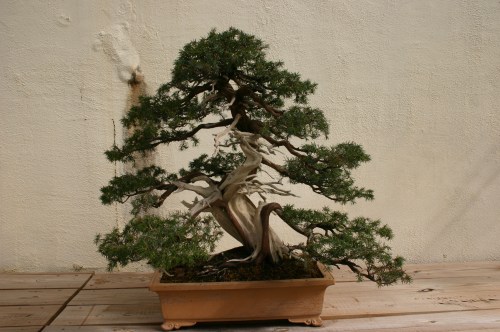 A beautifully shaped bonsai tree in a terracotta pot, showcasing intricate branches and lush green foliage.