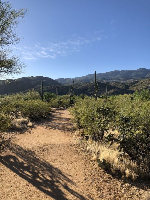 A sandy path winds through desert vegetation, with mountains in the background under a clear blue sky.