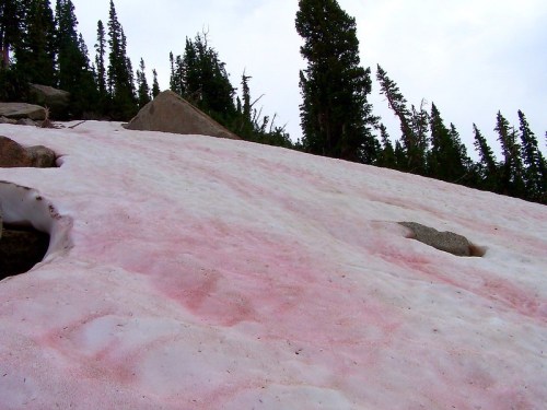 A snowy landscape with patches of pink snow, surrounded by evergreen trees and rocky terrain.