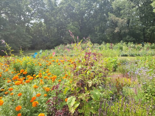 A vibrant garden filled with orange marigolds and various wildflowers, surrounded by lush greenery and trees.