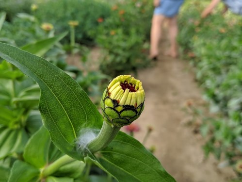 A close-up of a yellow flower bud with green leaves, set against a blurred background of a garden.