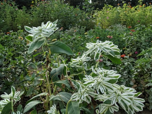 A cluster of green and white variegated leaves in a vibrant garden filled with colorful flowers.