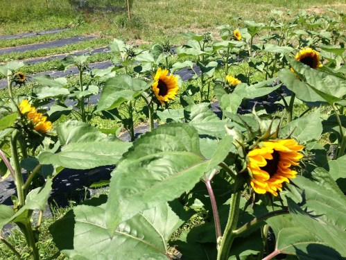 A field of sunflowers with bright yellow petals surrounded by green leaves under a clear blue sky.