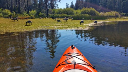 A bright orange kayak on calm water, with cranes foraging on the shore in a lush, green landscape.