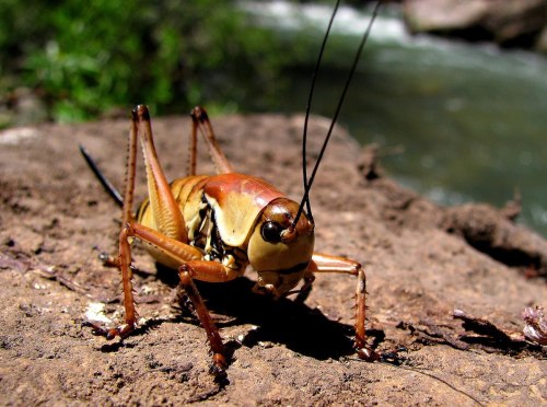 A close-up of a brown cricket on a rock, with a blurred stream in the background.
