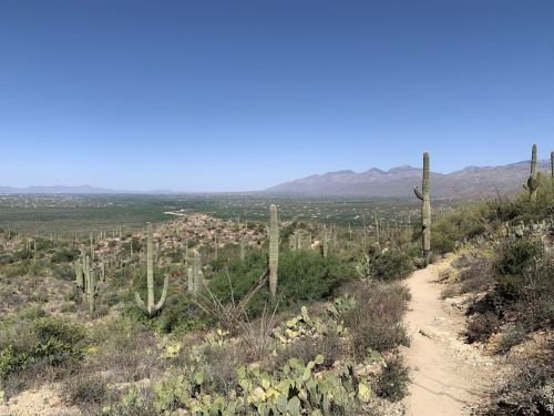A scenic desert landscape with cacti, a winding path, and mountains in the background under a clear blue sky.