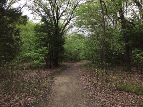 A winding dirt path through a lush green forest with trees and scattered leaves on the ground.