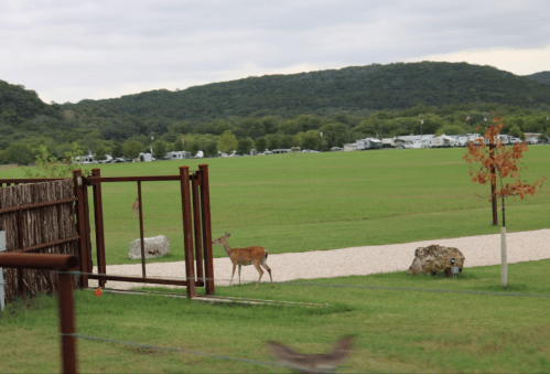 A deer walks across a grassy field with hills and RVs in the background under a cloudy sky.