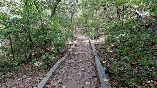A winding dirt path through a lush, green forest, lined with wooden planks and scattered leaves.