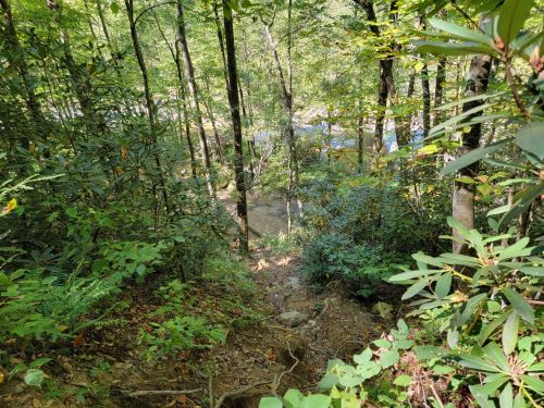 A wooded area with trees and shrubs, leading down to a small stream in a serene natural setting.