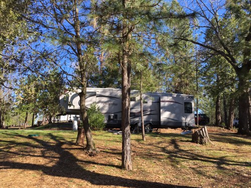 A large RV parked among tall trees in a sunny, wooded area with scattered leaves on the ground.