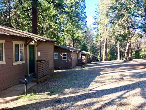 A row of rustic cabins surrounded by tall trees and a gravel path under a clear blue sky.
