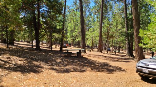 A sunny forest scene with tall trees, picnic tables, and a parked car on a dirt path.