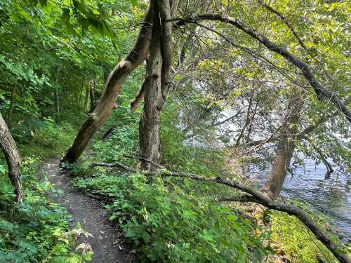 A winding path through lush greenery leads to a calm river, with trees arching over the trail.