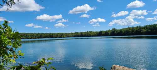 A serene lake surrounded by lush greenery under a bright blue sky with fluffy white clouds.