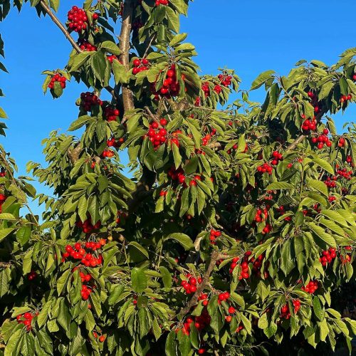 A lush tree laden with bright red cherries against a clear blue sky.
