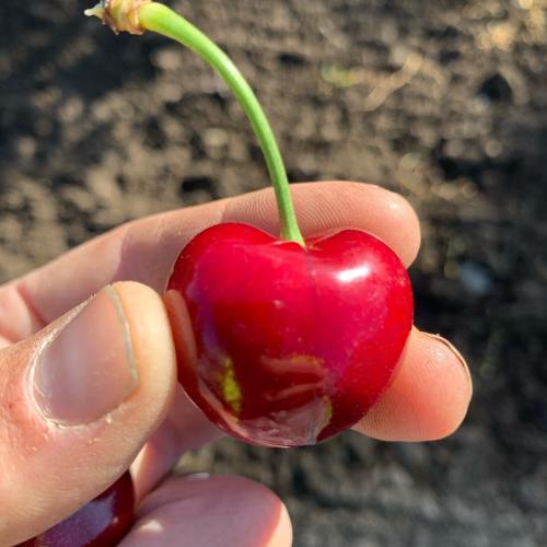 A close-up of a hand holding a shiny red cherry with a green stem against a blurred background.