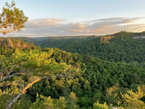 A scenic view of lush green hills and valleys under a golden sunset sky, with trees in the foreground.