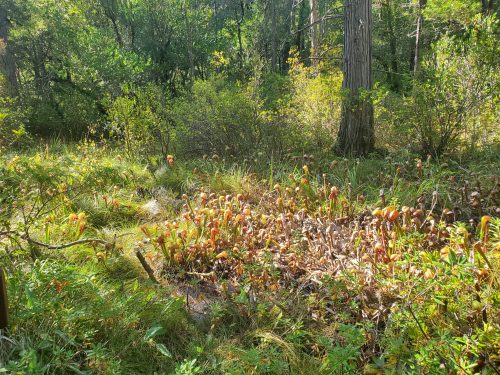 A lush forest scene featuring a variety of plants and vibrant orange pitcher plants among green foliage.