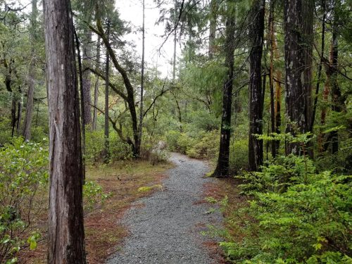 A winding gravel path through a lush, green forest with tall trees and dense foliage on either side.