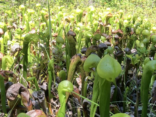 A dense cluster of green and brown pitcher plants in a natural setting, surrounded by lush greenery.