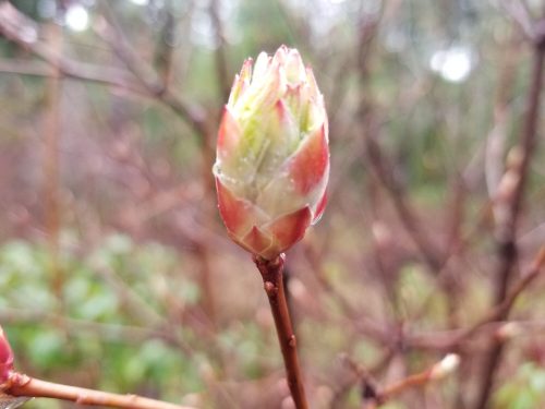 A close-up of a budding flower with green and pink hues, set against a blurred natural background.