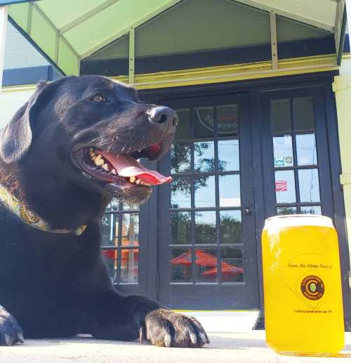 A black dog sits beside a jar of yellow drink in front of a building with large glass doors.