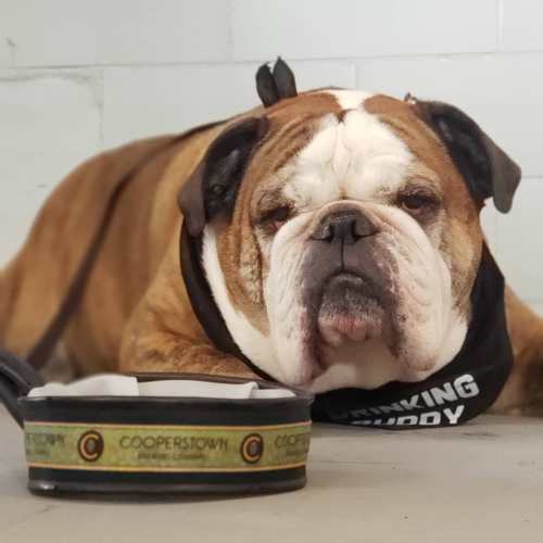A relaxed bulldog lying on the floor next to a food bowl, wearing a black bandana that says "Drinking Buddy."