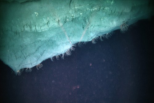 Close-up of a translucent ice surface with delicate, thread-like structures hanging below, set against a dark background.