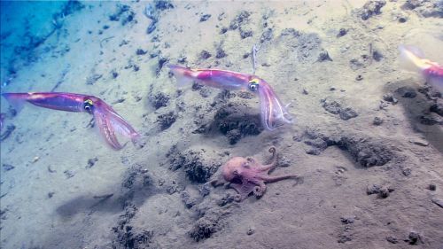 Three squids swim above a sandy ocean floor, while an octopus rests nearby.
