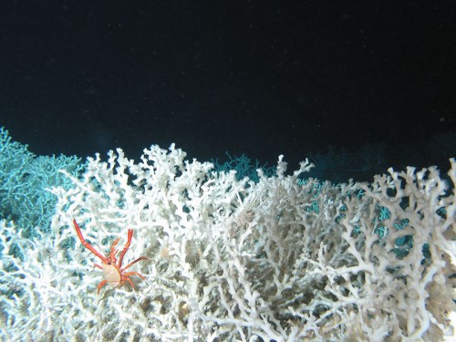 A vibrant red crab on a white coral reef, with a dark underwater background.