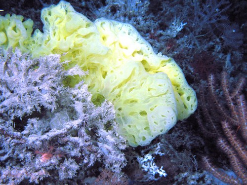 Bright yellow sponge surrounded by coral and marine life on the ocean floor.