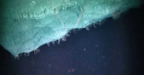 Close-up of a textured surface with delicate, hair-like structures against a dark background.