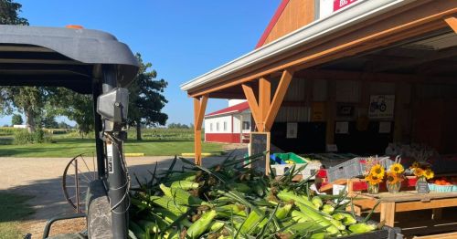 A farm stand with fresh corn and sunflowers, set against a clear blue sky and red barn in the background.