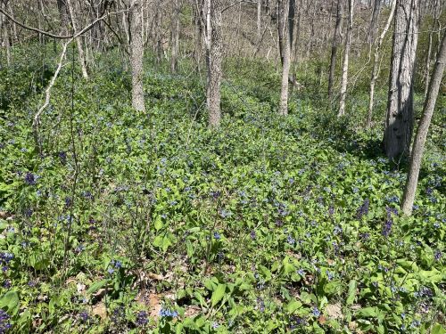 A forest scene with trees surrounded by a vibrant carpet of green plants and blue flowers in bloom.