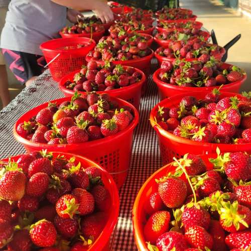 Baskets of fresh strawberries on a table, with a person sorting them in the background.